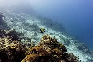 Tropical Fish Prints: Moorish Idol (Zanclus cornutus) in the coral reef of Maldives island