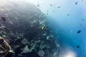 Tropical Fish Prints: Moorish Idol (Zanclus cornutus) in the coral reef of Maldives island