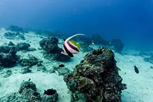 Tropical Fish Prints: Moorish Idol (Zanclus cornutus) in the coral reef of Maldives island