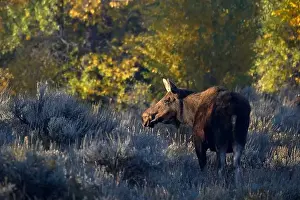 Moose Prints: Moose cow in Grand Teton National Park, Wyoming