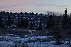 Delta Junction Prints: Moose eating in field with light snow on a winter evening with a colorful orange sky near Donnelly Dome in interior
