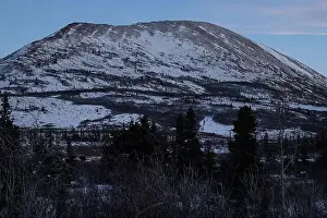 Delta Junction Prints: Moose eating below snowy Donnelly Dome on a winter evening near Delta Junction, Alaska