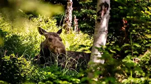 Alces Alces Prints: Moose in the Forest