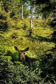Alces Alces Prints: Moose in the Forest