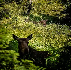 Alces Alces Prints: Moose in the Forest