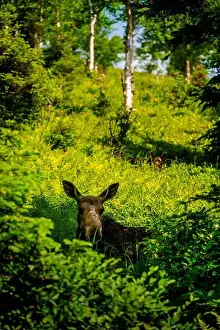 Alces Alces Prints: Moose in the Forest