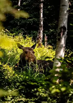 Alces Alces Prints: Moose in the Forest