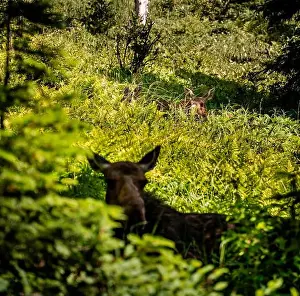 Alces Alces Prints: Moose in the Forest