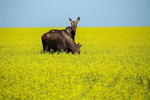 Agricultural Field Prints: Two moose are grazing peacefully in a vibrant yellow canola field