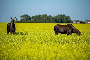 Canola Prints: Two moose are grazing and standing in a canola field under a blue sky