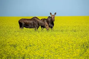 Canola Prints: Two moose are grazing in a vibrant yellow canola field under a clear blue sky