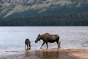 Alces Alces Prints: Moose, mother and calf, Two Medicine Lake, Glacier National Park, Montana, USA