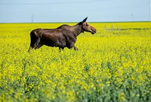 Canola Prints: Moose running through yellow canola field on a bright sunny day