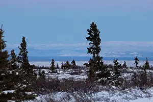 Hoof Prints: Five moose in a snowy field near Donnelly Dome on a winter afternoon in interior Alaska