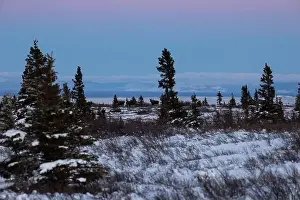 Hoof Prints: Five moose in a snowy field near Donnelly Dome on a winter afternoon in interior Alaska