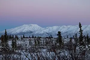 Hoof Prints: Five moose in a snowy field under a pink sky on a winter day near Delta Junction, Alaska