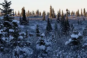 Caribou Prints: Moose in snowy field with trees near Donnelly Dome on a winter afternoon near Delta Junction