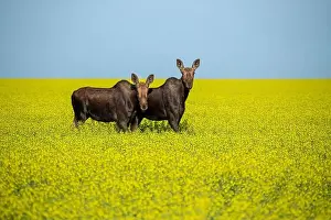 Two Animals Prints: Two moose are standing in a canola field on a beautiful sunny day