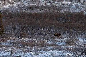 Delta Junction Prints: Moose standing in snow with another moose hiding in the background on a winter afternoon near Delta Junction