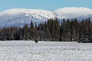 Moose Prints: Moose standing in a snowy field with green pine trees