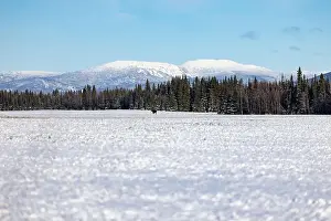 Moose Prints: Moose standing in a snowy field in front of pine trees