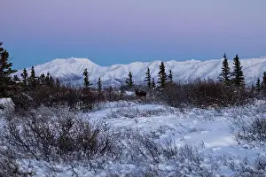Hoof Prints: Moose standing in snowy field with trees in front of a snowy mountain on a winter afternoon with a pink sky near Delta