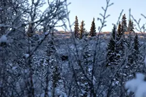 Caribou Prints: Moose through trees near Donnelly Dome on a winter afternoon near Delta Junction, Alaska