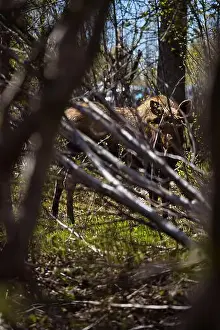 City Day Prints: Moose through the trees on a spring day at Potter Marsh in Anchorage, Alaska