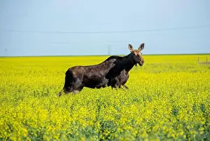 Cloud Sky Prints: Moose walking through a canola field on a sunny day