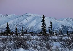 Caribou Prints: Several moose walking in a snowy field in front of a mountain on a winter afternoon with a pink sky near Delta Junction
