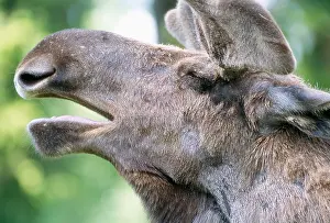 Yawn Prints: A moose at a zoo Kolmarden Sweden