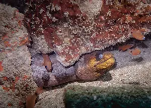 Fujairah Prints: A moray eel in a crevice on a coral reef at the bottom of the Gulf of Oman in Fujairah