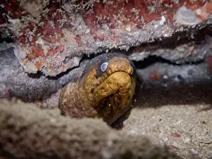 Fujairah Prints: A moray eel in a crevice on a coral reef at the bottom of the Gulf of Oman in Fujairah