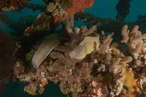 Moray eel Mooray lycodontis undulatus in the Red Sea, Eilat Israel