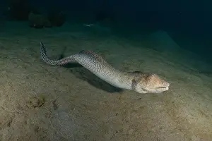 Moray eel Mooray lycodontis undulatus in the Red Sea, Eilat Israel