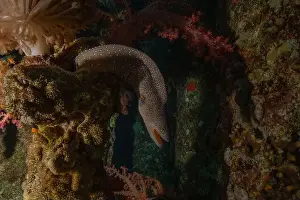 Moray eel Mooray lycodontis undulatus in the Red Sea, Eilat Israel