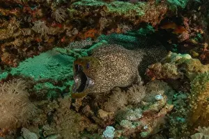 Moray eel Mooray lycodontis undulatus in the Red Sea, Eilat Israel