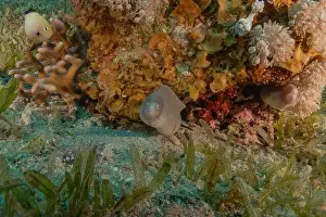Moray eel Mooray lycodontis undulatus in the Red Sea, Eilat Israel