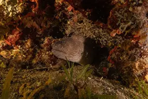 Moray Eels Prints: Moray eel Mooray lycodontis undulatus in the Red Sea, Eilat Israel