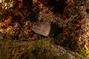Moray Eels Prints: Moray eel Mooray lycodontis undulatus in the Red Sea, Eilat Israel