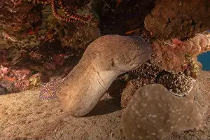 Moray Eels Prints: Moray eel Mooray lycodontis undulatus in the Red Sea, Eilat Israel