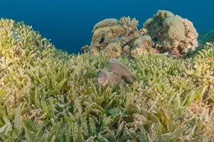 Moray Eels Prints: Moray eel Mooray lycodontis undulatus in the Red Sea, Eilat Israel