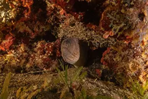 Moray Eels Prints: Moray eel Mooray lycodontis undulatus in the Red Sea, Eilat Israel