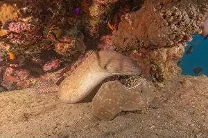 Gymnothorax Prints: Moray eel Mooray lycodontis undulatus in the Red Sea, Eilat Israel