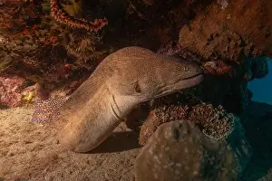 Gymnothorax Prints: Moray eel Mooray lycodontis undulatus in the Red Sea, Eilat Israel