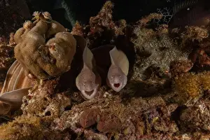 Gymnothorax Prints: Moray eel Mooray lycodontis undulatus in the Red Sea, Eilat Israel