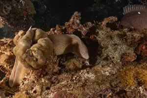 Gymnothorax Prints: Moray eel Mooray lycodontis undulatus in the Red Sea, Eilat Israel