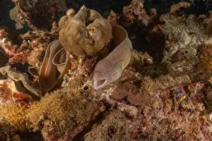 Gymnothorax Prints: Moray eel Mooray lycodontis undulatus in the Red Sea, Eilat Israel