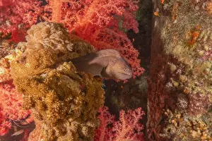 Gymnothorax Prints: Moray eel Mooray lycodontis undulatus in the Red Sea, Eilat Israel