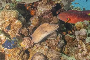 Eels Prints: Moray eel Mooray lycodontis undulatus in the Red Sea, Eilat Israel